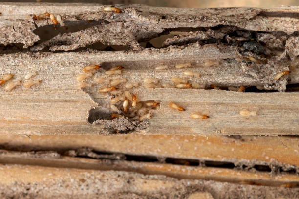 Best Wildlife Control Services  in Cotter, AR