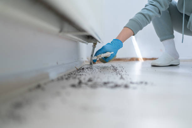 Best Flea Control Services  in Cotter, AR